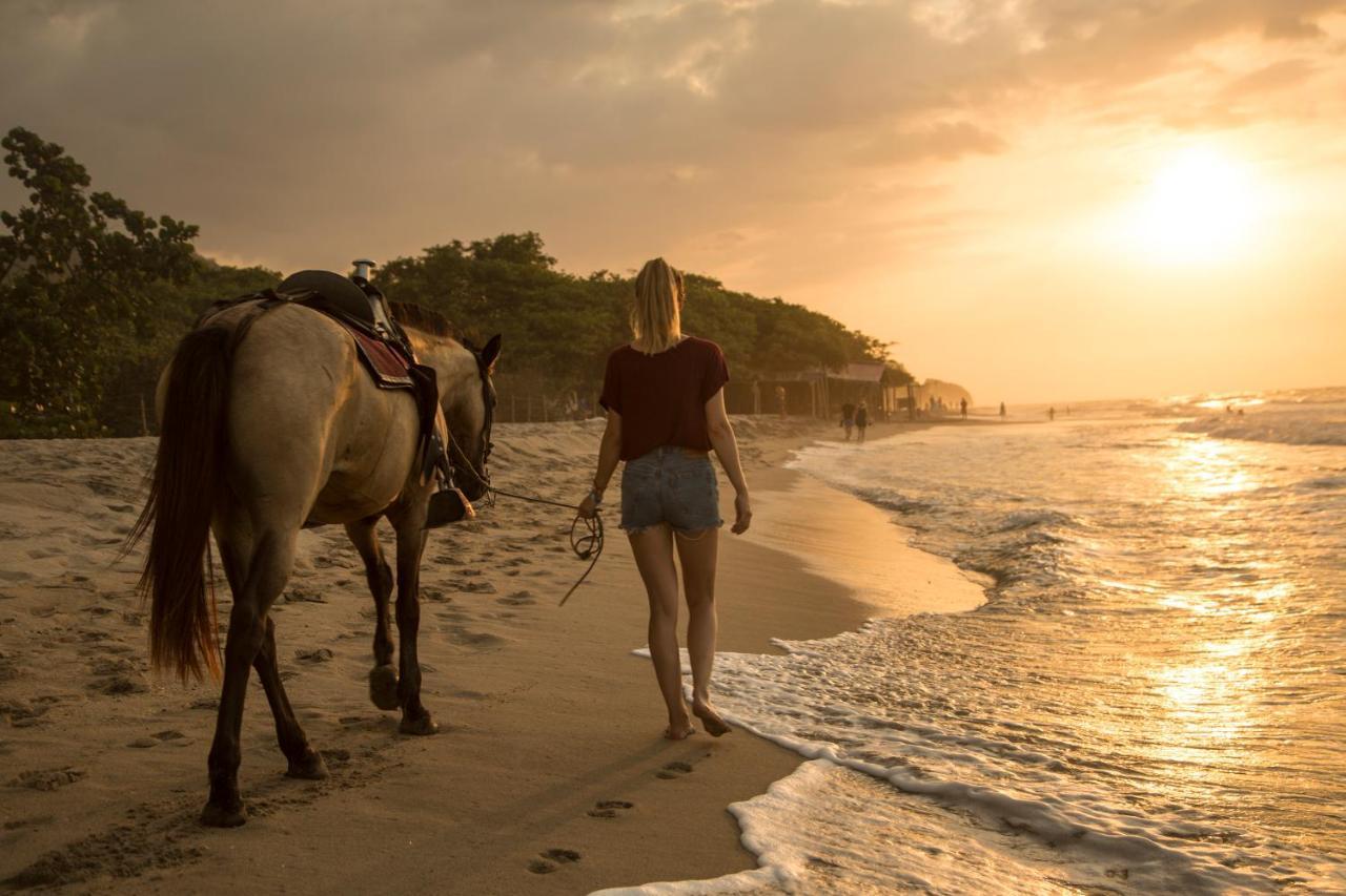 Dreamer Palomino Dış mekan fotoğraf